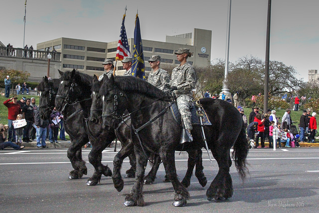 Percherons on Parade