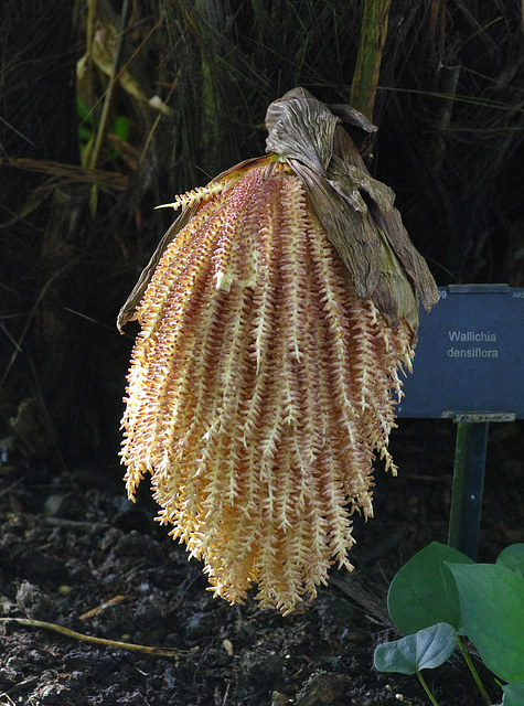 Wallichia densiflora