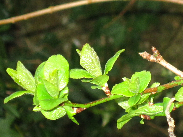 Small leaves of the lilac trees