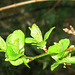 Small leaves of the lilac trees