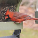 Northern Cardinal