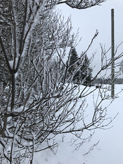 frosty trees