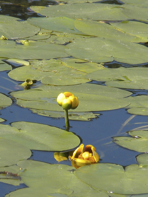 Spatterdock