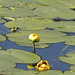 Spatterdock