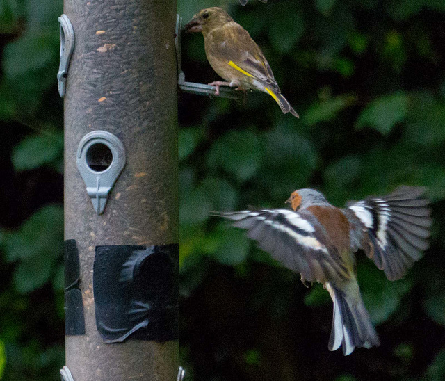 Incoming chaffinch