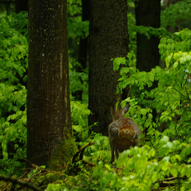 Rainy Roe Deer Day