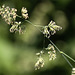 20100614 5194Mw [D~MI] Gras, Großes Torfmoor, Hille