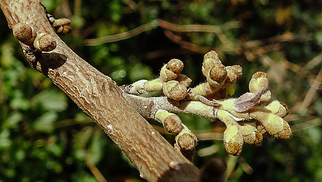 20221027 1875CPw [D~LIP] Knospen, Zaubernuss (Hamamelis intermedia 'Orange Beauty'), Bad Salzuflen