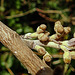20221027 1875CPw [D~LIP] Knospen, Zaubernuss (Hamamelis intermedia 'Orange Beauty'), Bad Salzuflen