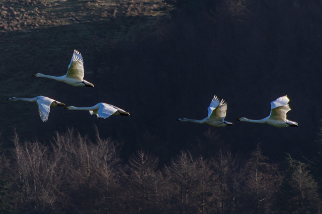 Whooper Swan family