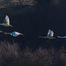 Whooper Swan family