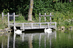 Swans seek Shade Swans seek Shade