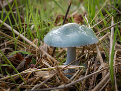 Blue Roundhead (Stropharia caerulea)
