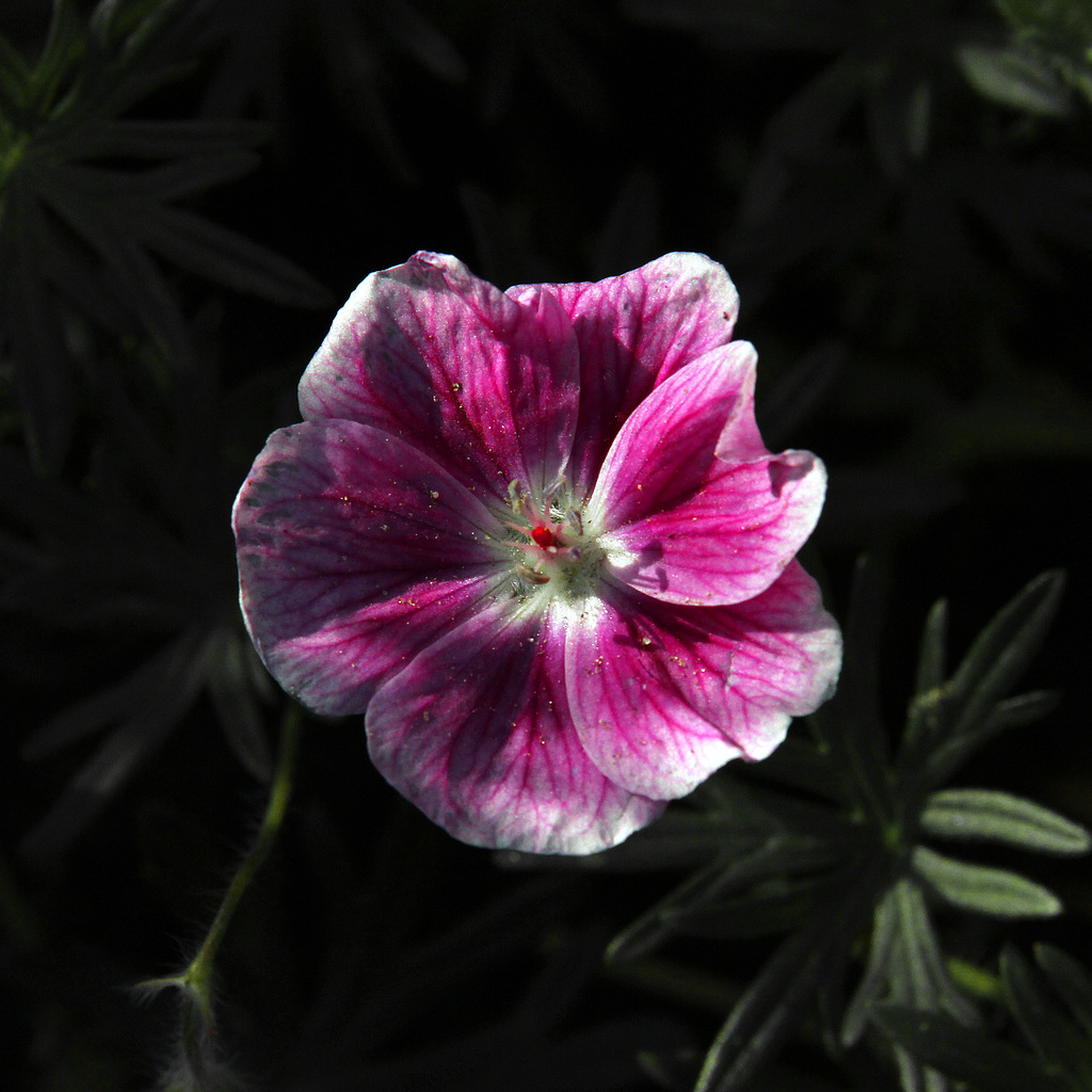 Flowers in our garden