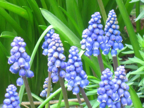 The grape hyacinth