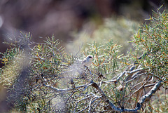 Variegated Fairy-wren Female