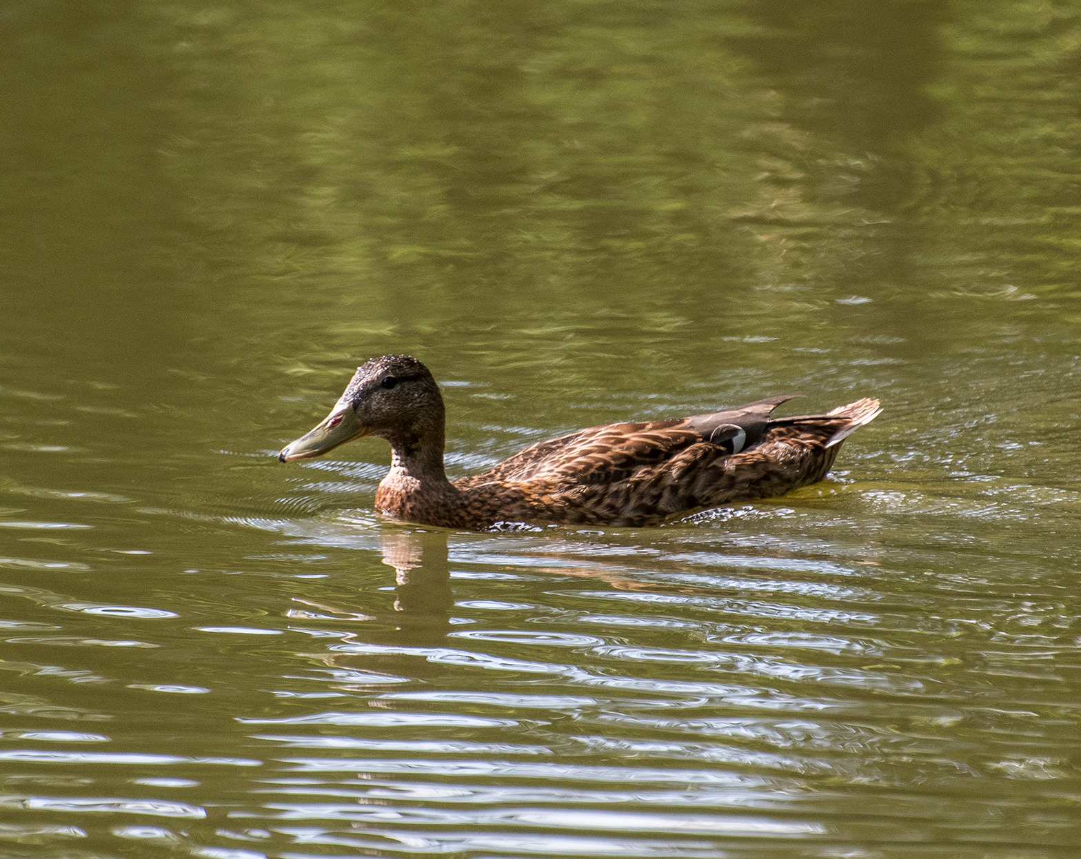 A duck on the pool at Dibbinsdale nature reserve