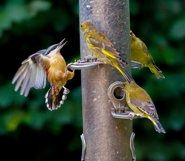 Incoming nuthatch