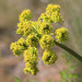 Gray's Desert Parsley