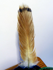 Tail feather of a Red-tailed Hawk