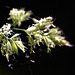 20100614 5195Mw [D~MI] Gras, Großes Torfmoor, Hille