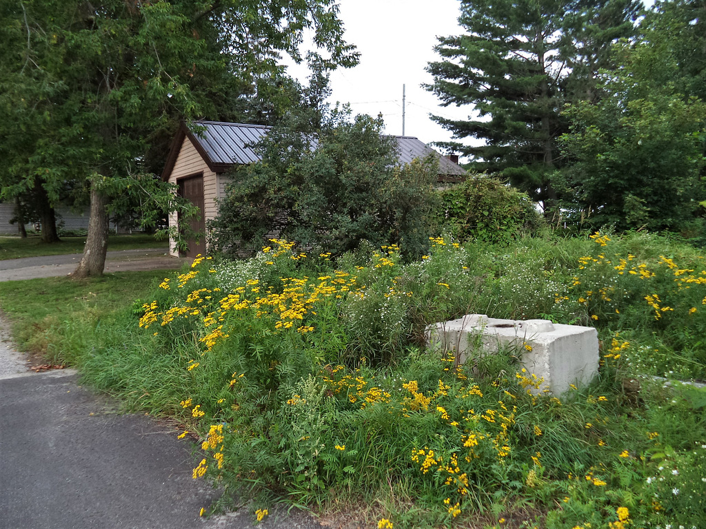 Garage, ciment et fleurs sauvages