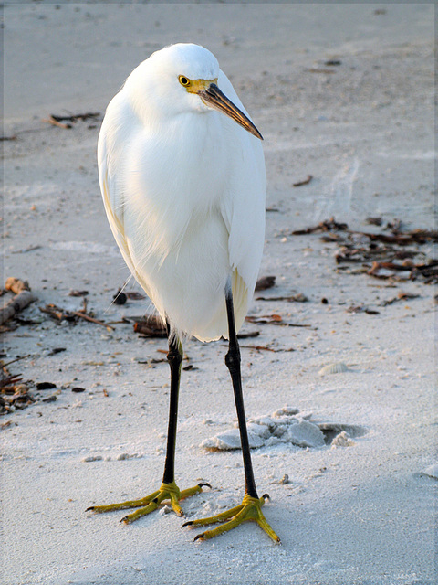 snowy egret (pip)