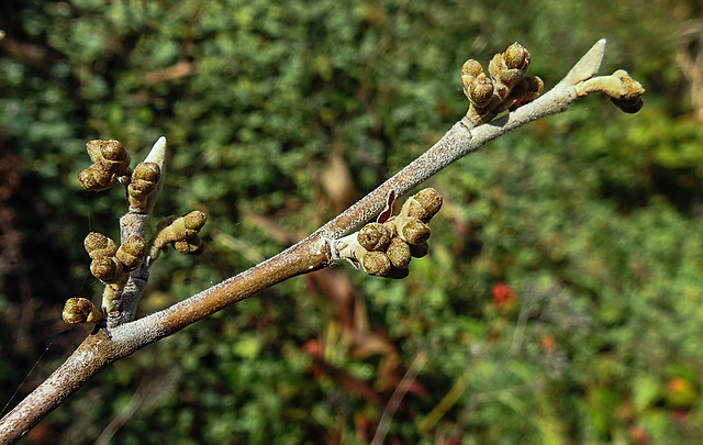 20221027 1877CPw [D~LIP] Knospen, Zaubernuss (Hamamelis intermedia 'Orange Beauty'), Bad Salzuflen