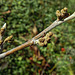 20221027 1877CPw [D~LIP] Knospen, Zaubernuss (Hamamelis intermedia 'Orange Beauty'), Bad Salzuflen