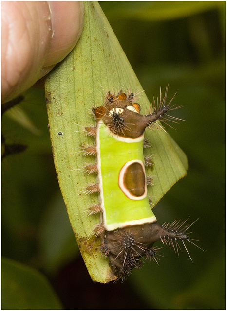 IMG 0950 Caterpillar