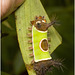 IMG 0950 Caterpillar
