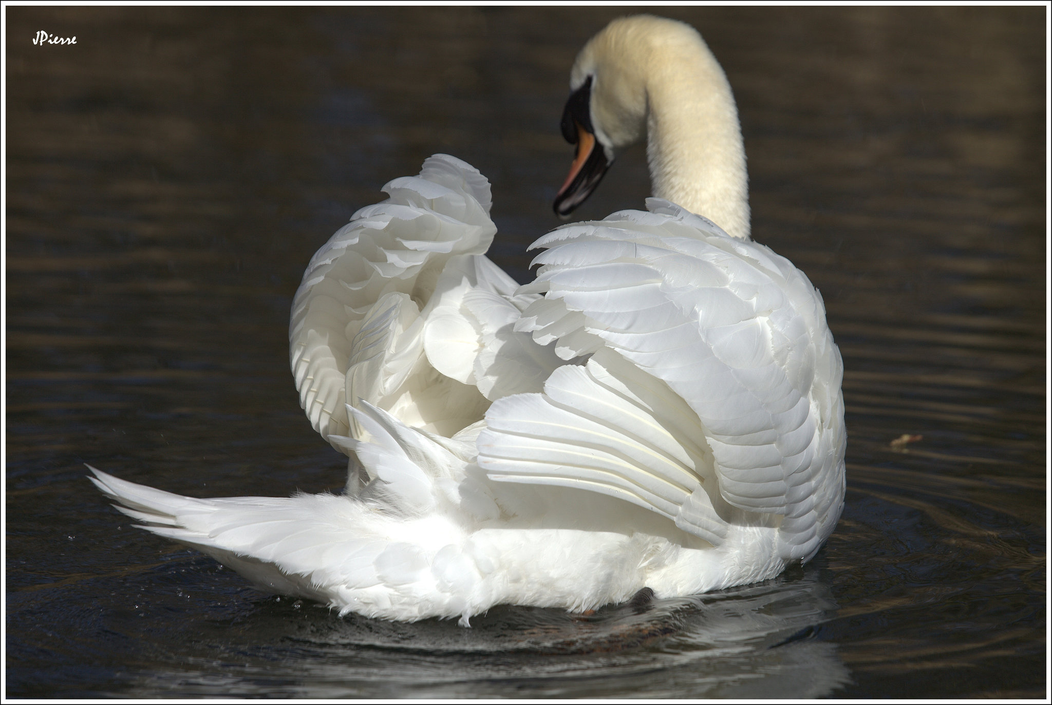 Jeu de plumes