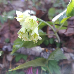 Quirlblättrige Zahnwurz (Cardamine enneaphyllos), auch als Neunblatt-Zahnwurzoder Weißer Sanikel