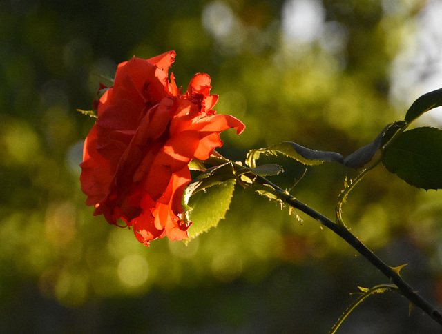 Rose in der Abendsonne