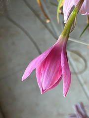 zephyr lily, opening