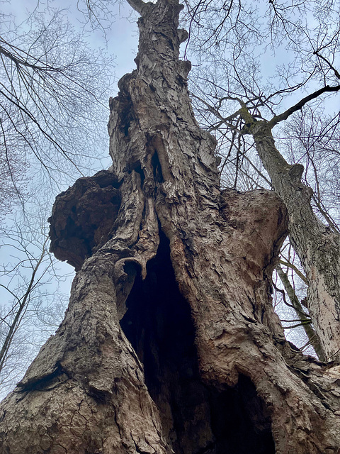 Tree Skeleton