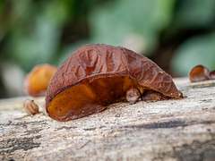 Auricularia auricula-judae