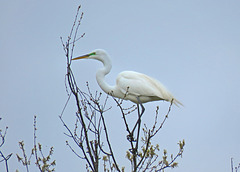 Great Egret in Breeding Plumage