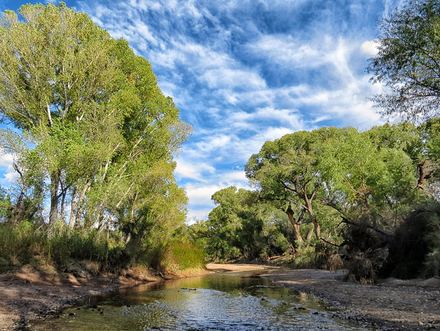 The San Pedro River