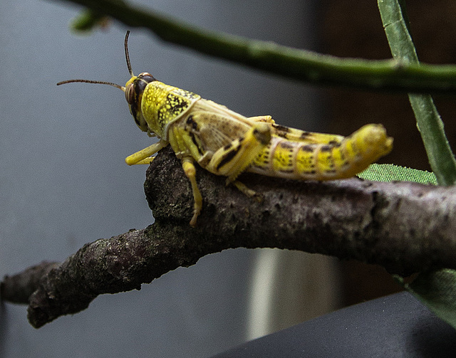 20150911 8848VRAw [D~HF] Schrecke, Tierpark, Herford