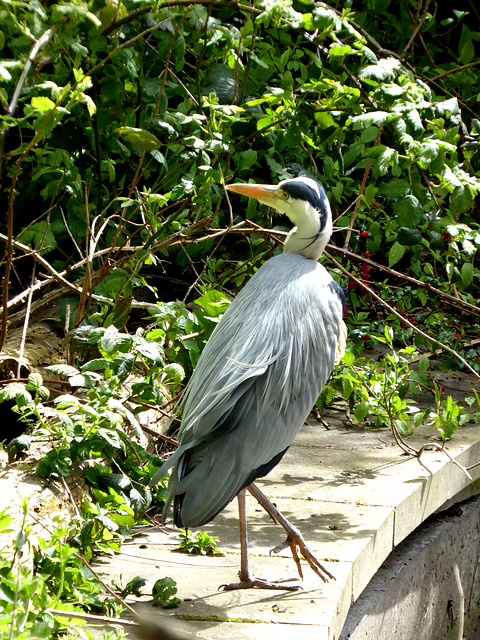 The philosopher of Brookmill Park 2