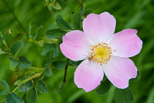 Hunds-Rose (Rosa canina)