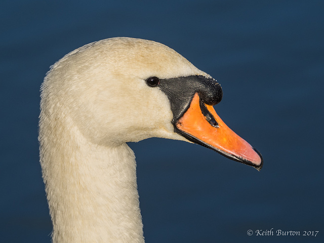 Mute Swan