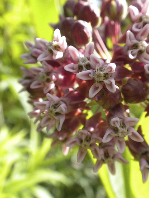 Swamp Milkweed