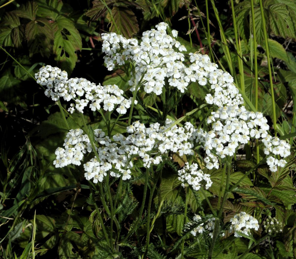 Yarrow