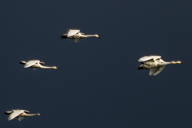 Whooper Swans