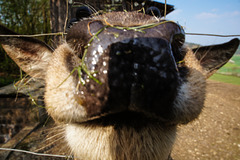 Rudolph, the Wet-Nosed Reindeer (WNR) wishes you a Wet Fence Friday (WFF)!