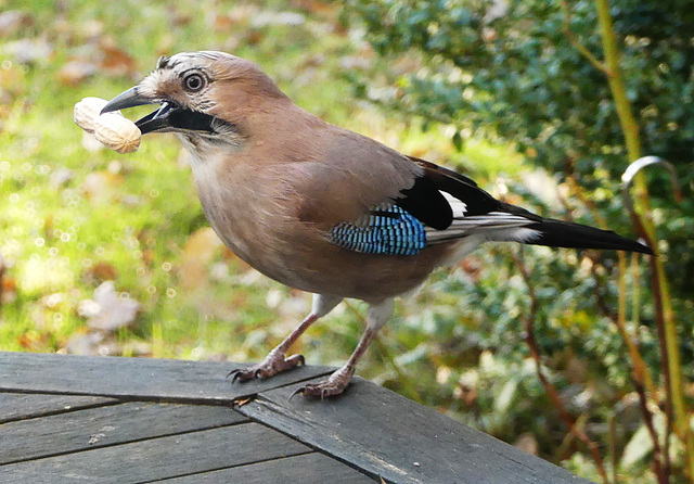 got his daily breakfast to break it fast (PiP)