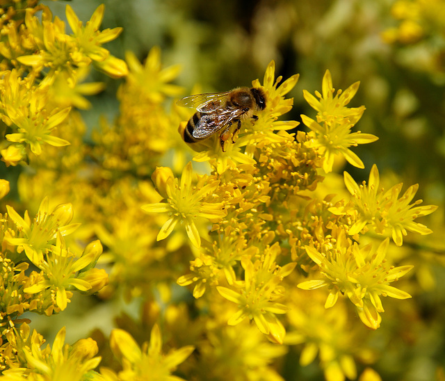 Sedum