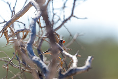 Zebra Finch